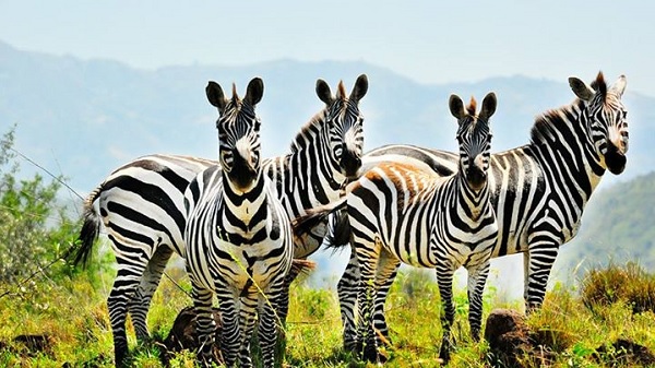 Nech Sar National Park around Arba Minch Town – Semonegna Ethiopia