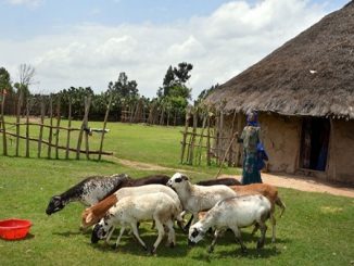 rural areas of Ethiopia