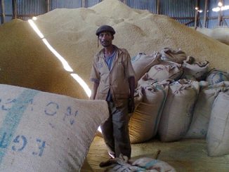 Ethiopian coffee producers and exporters