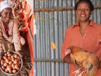 poultry farmers in Ethiopia