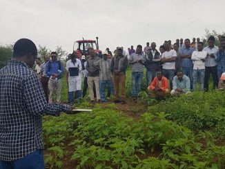 Ethiopian sesame producers