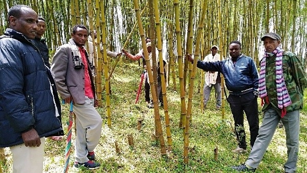 INBAR Dutch-Sino-East Africa Bamboo Development Program