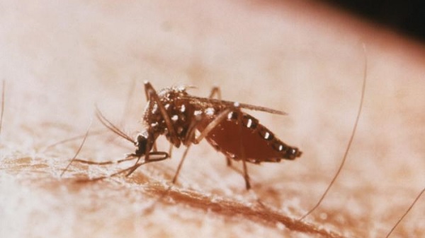 Chikungunya in Ethiopia
