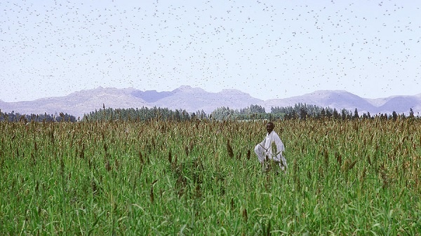 desert locust in Ethiopia