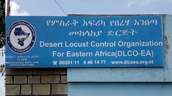 Desert Locust outbreak worsens in Ethiopia