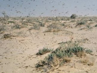 Desert locust infestation in Ethiopia