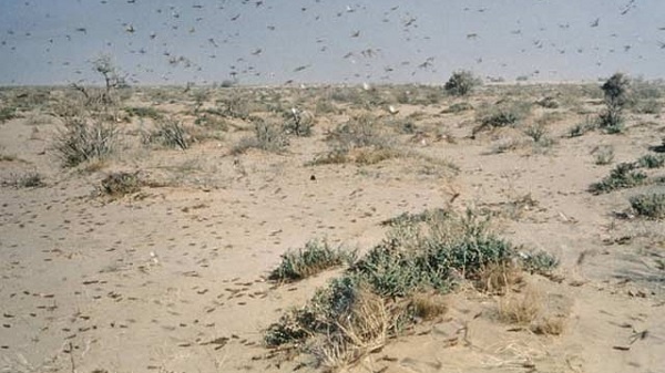 Desert locust infestation in Ethiopia