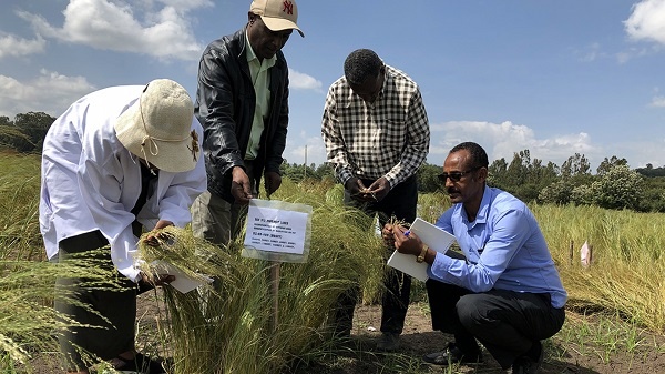 Nuclear technology to help Teff farmers