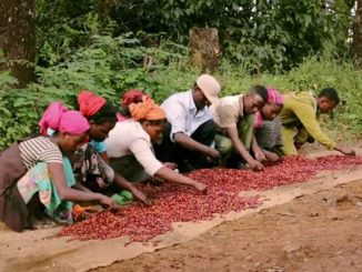 Coffee Alliances for Ethiopia (CAFE) project