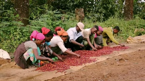 Coffee Alliances for Ethiopia (CAFE) project