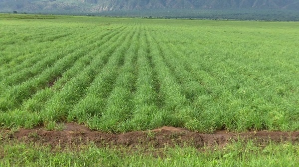 Ethiopia’s agricultural sector