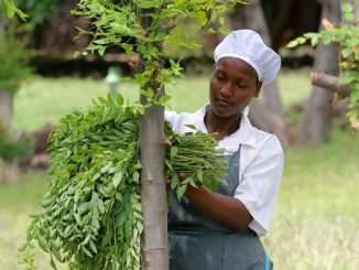 Witnessing the health benefits of moringa in Ethiopia