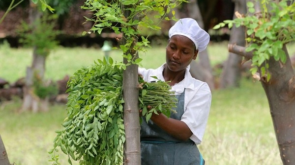 Witnessing the health benefits of moringa in Ethiopia