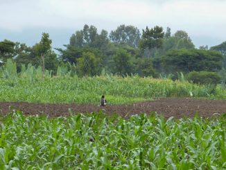 agriculture and climate change in rural Ethiopia