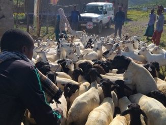 Trainees herding goats as they prepare to administer vaccines in Fik town of Erer Zone, Somali Region. (PHOTO: Dr. Abdiselam Mohammed / The International Committee of the Red Cross (ICRC))