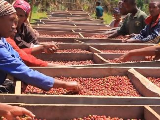 Coffee Arabica in Ethiopia