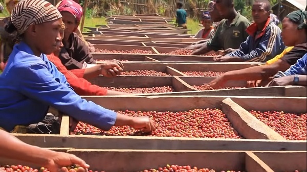 Coffee Arabica in Ethiopia