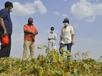 Ethiopia, FAO assessed Desert Locust situation and ongoing operations