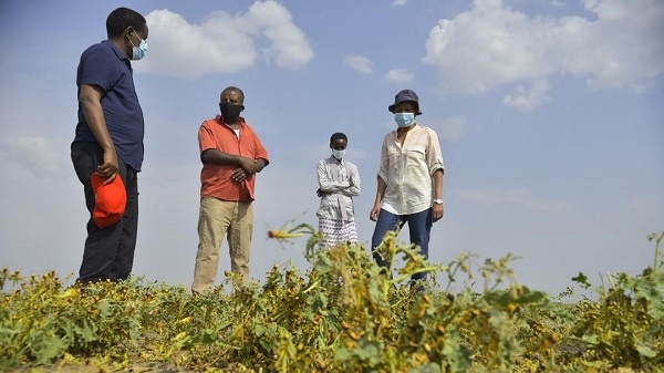 Ethiopia, FAO assessed Desert Locust situation and ongoing operations