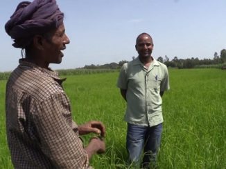 Ethiopia: US$80 million grant from World Bank to support smallholder farmers