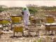 honey production in Ethiopia