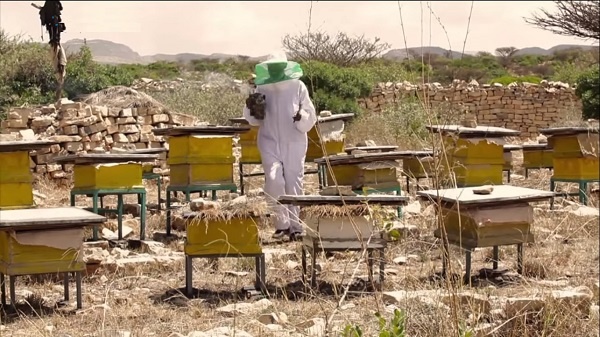 honey production in Ethiopia