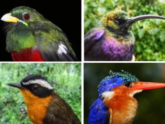 Bird data from Ethiopia fills in baseline data gap