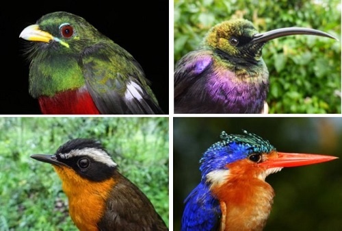 Study: Bird data from Ethiopia fills in baseline data gap