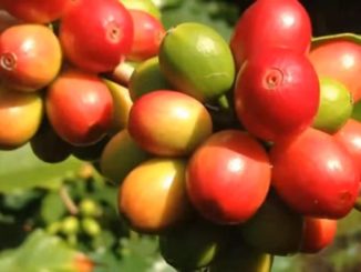 Arabica coffee - forest coffee of Ethiopia