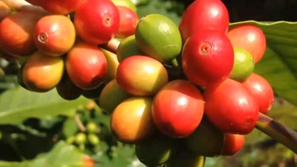 Arabica coffee - forest coffee of Ethiopia